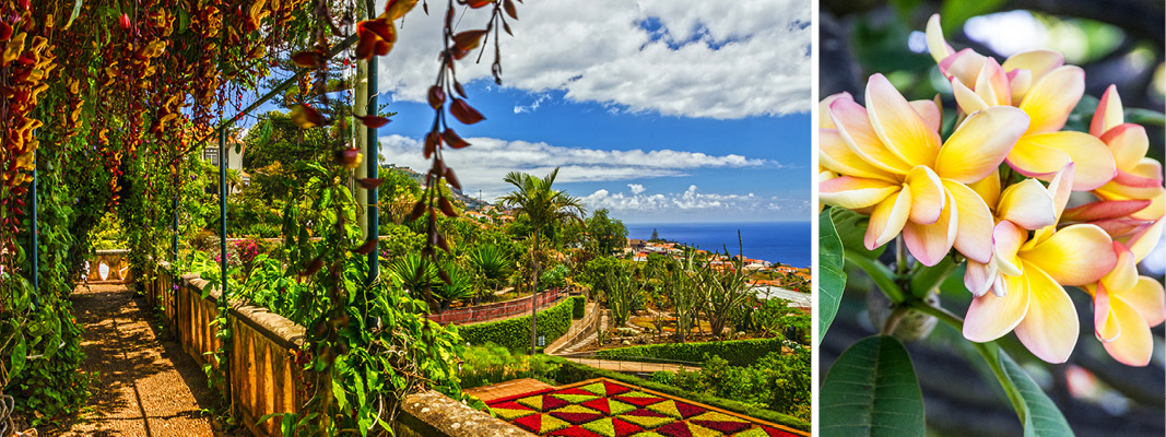 Nyd den hyggelige by Funchal
